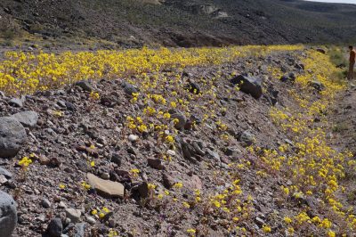 Death Valley motorcyclist