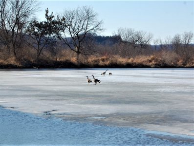 Wisconsin Winter Wonderland for Motorcyclists geese