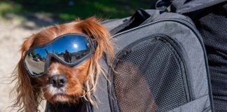 Apollo Walker Carrier Backpack For Pets Review: Motorcycle Tested!